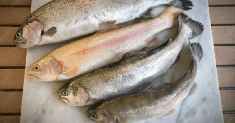 Protein in Rohu Fish per 100g - Nutritional Value