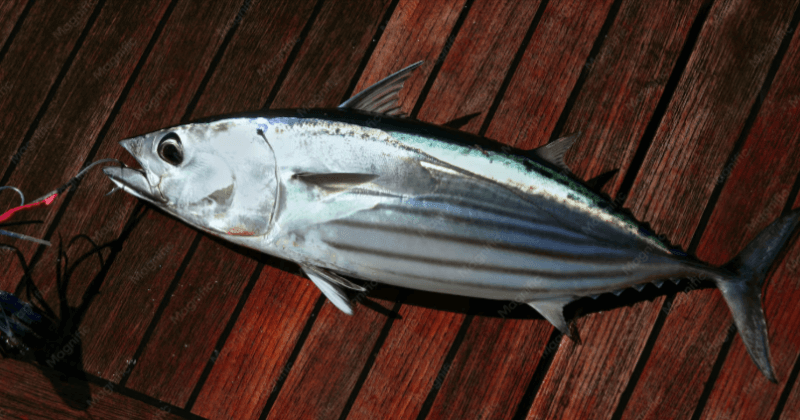 Protein in 100g of Tuna Fish - Complete Guide