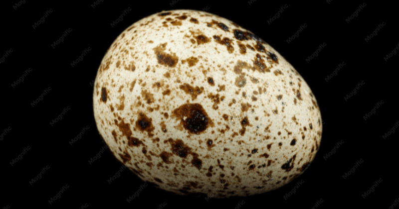Protein in 1 Quail Egg -  Nutritional Value
