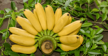 Protein in Banana Per 100g - Nutritional Breakdown