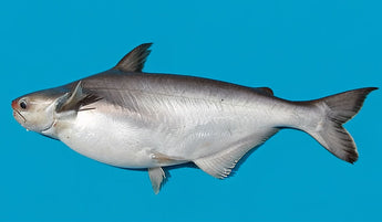 Protein in Basa Fish Per 100g - Quick breakdown
