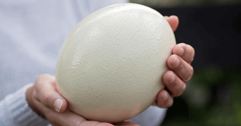 Protein in an Ostrich Egg - Nutritional Benefits