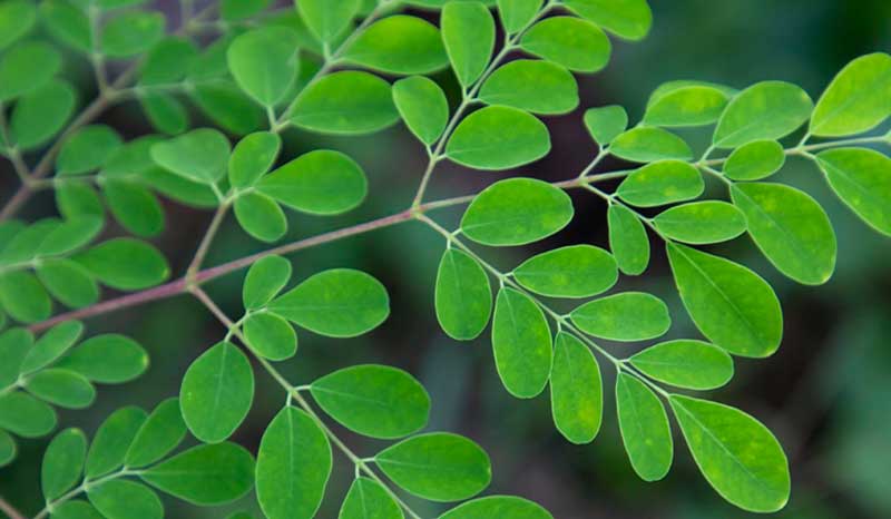 Protein Content in Moringa Per 100g | Nutrition Guide