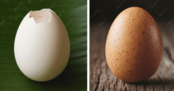 Protein in Desi Egg Vs Normal Eggs - A Basic Comparison