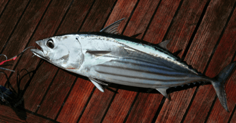 Protein in 100g of Tuna Fish - Complete Guide